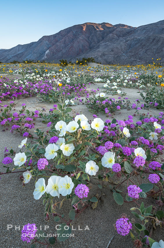 Dune evening primrose (white) and sand verbena (purple) mix in beautiful wildflower bouquets during the spring bloom in Anza-Borrego Desert State Park. Borrego Springs, California, USA, Abronia villosa, Oenothera deltoides, natural history stock photograph, photo id 30505