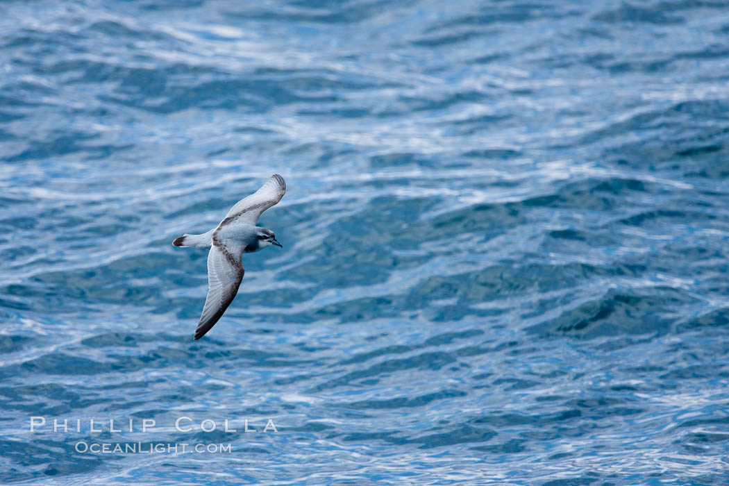 Prion in flight. Scotia Sea, Southern Ocean, Pachyptila, natural history stock photograph, photo id 24709