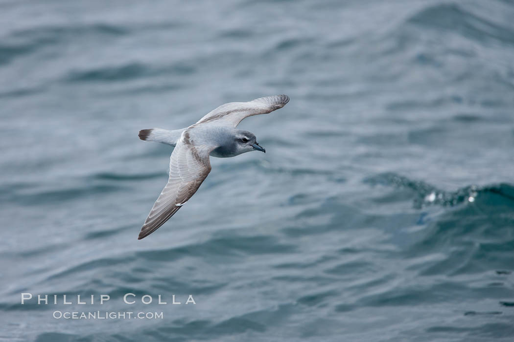 Prion in flight. Scotia Sea, Southern Ocean, Pachyptila, natural history stock photograph, photo id 24708