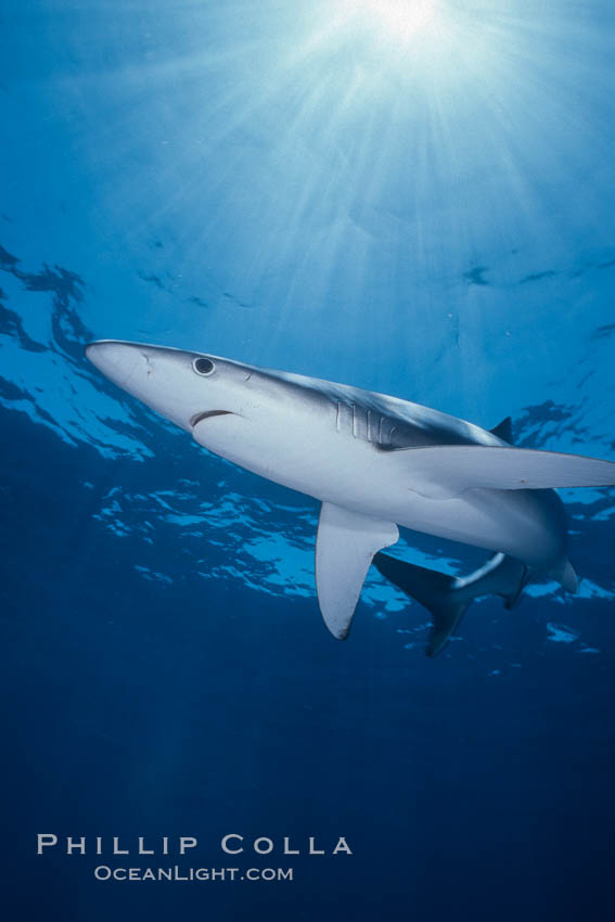 Blue shark underwater in the open ocean. San Diego, California, USA, Prionace glauca, natural history stock photograph, photo id 01002