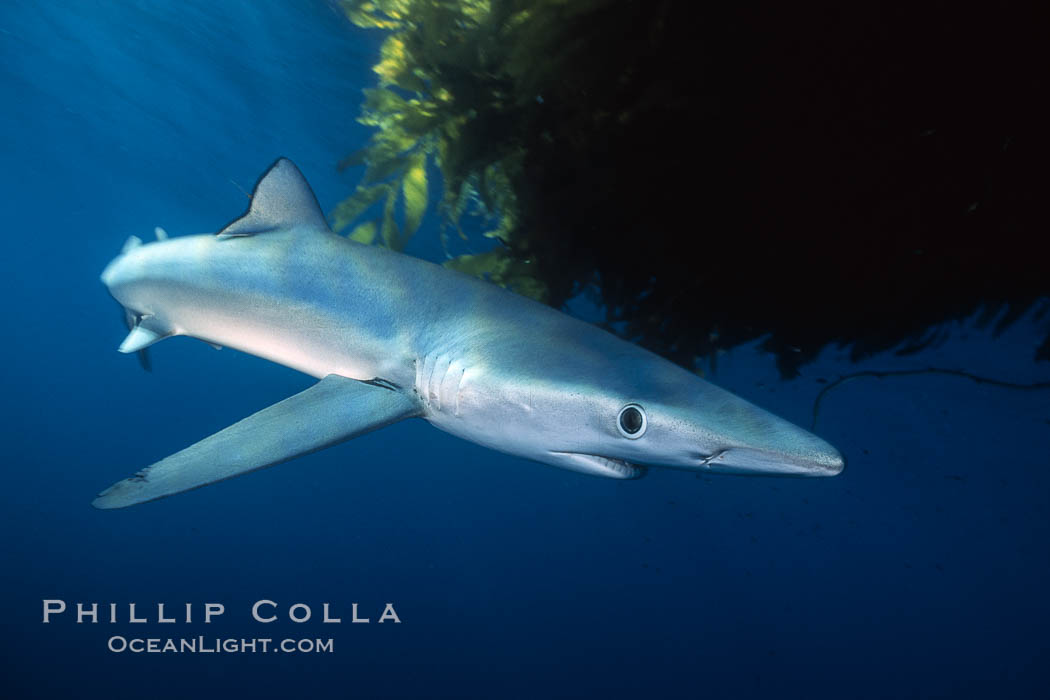 Blue shark and offshore drift kelp paddy, open ocean. San Diego, California, USA, Macrocystis pyrifera, Prionace glauca, natural history stock photograph, photo id 01078