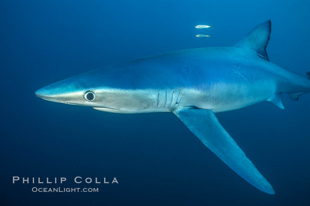 Blue shark underwater in the open ocean. San Diego, California, USA, Prionace glauca, natural history stock photograph, photo id 00288