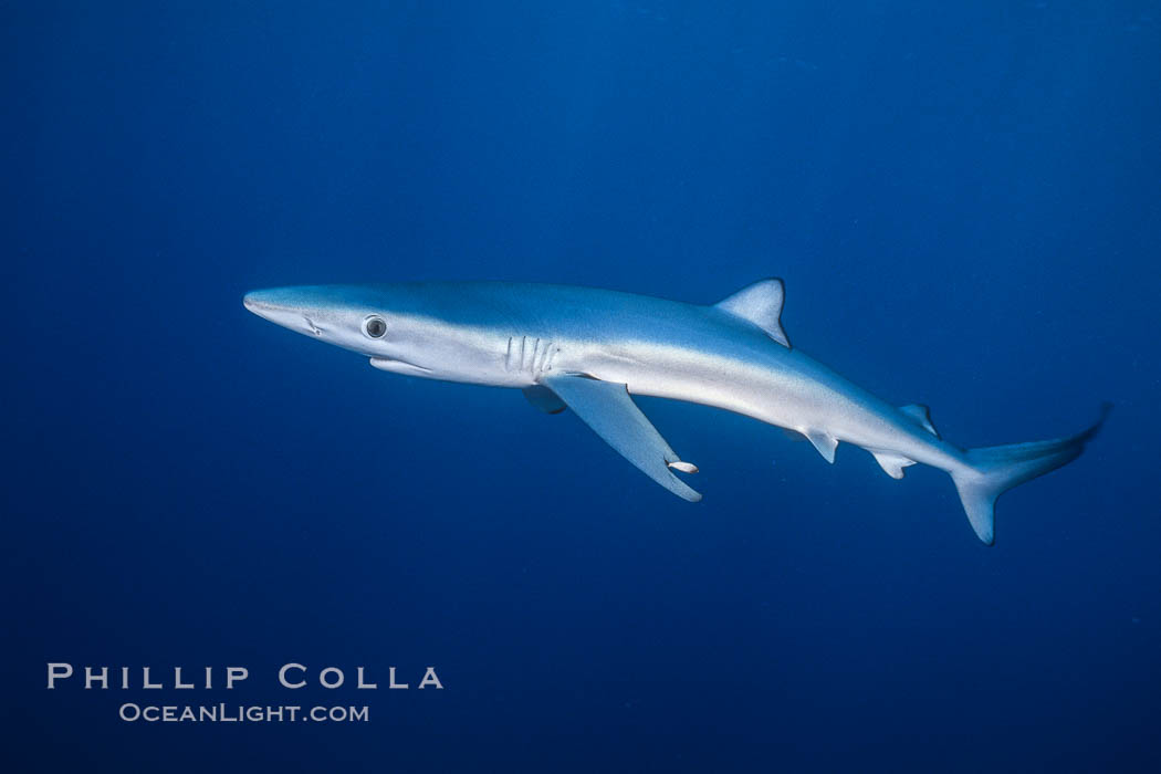 Image 00996, Blue shark underwater in the open ocean. San Diego, California, USA, Prionace glauca, Phillip Colla, all rights reserved worldwide. Keywords: animal, animalia, blue shark, california, carcharhinidae, carcharhiniformes, chondrichthyes, chordata, danger, elasmobranch, elasmobranchii, fear, glauca, great blue shark, jaws, marine, ocean, oceans, open ocean, outdoors, outside, pacific, pacific ocean, pelagic, predator, prionace, prionace glauca, requin bleu, risk, san diego, sea, shark, submarine, underwater, usa, vertebrata, wildlife.