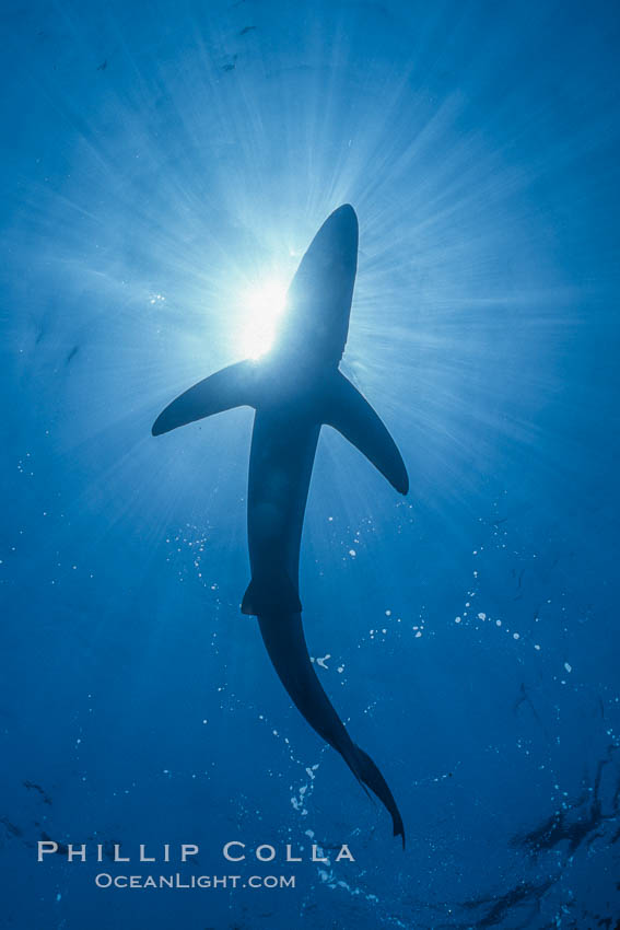 Blue shark underwater in the open ocean. San Diego, California, USA, Prionace glauca, natural history stock photograph, photo id 01004
