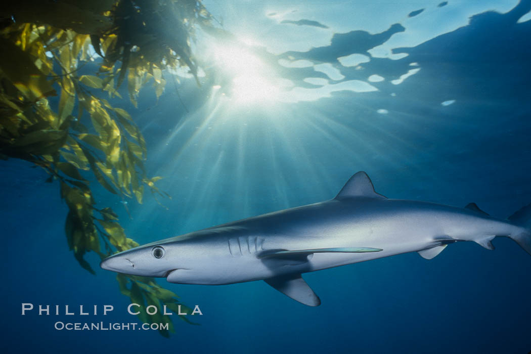 Blue shark and offshore drift kelp paddy, open ocean. San Diego, California, USA, Macrocystis pyrifera, Prionace glauca, natural history stock photograph, photo id 01052