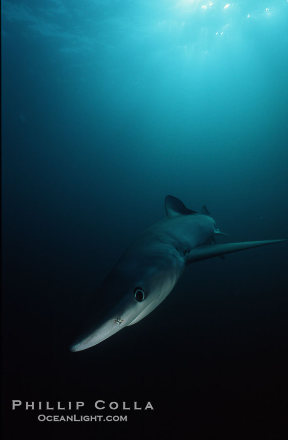 Blue shark., Prionace glauca, natural history stock photograph, photo id 00591
