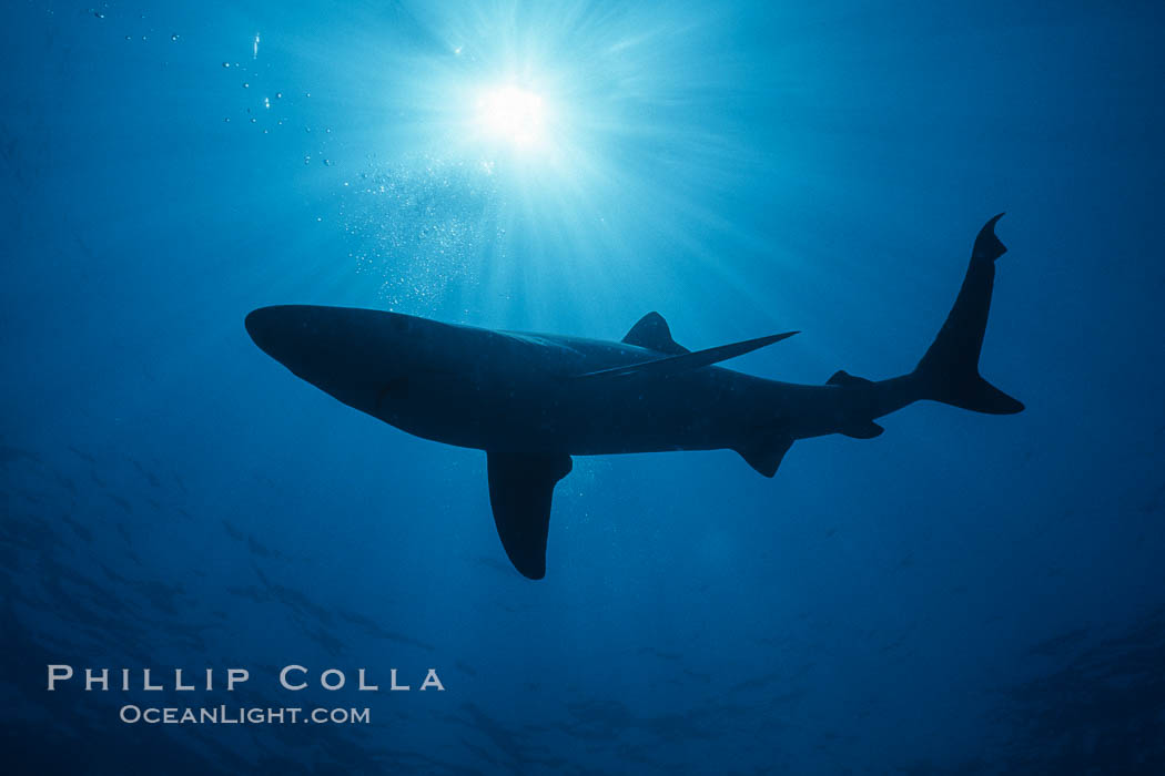 Blue shark underwater in the open ocean. San Diego, California, USA, Prionace glauca, natural history stock photograph, photo id 01003