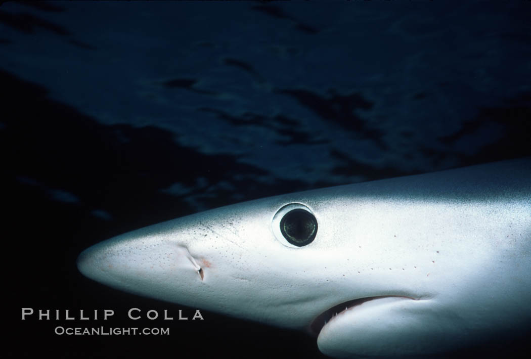 Blue shark, eye and small portion of nictitating membrane, open ocean. San Diego, California, USA, Prionace glauca, natural history stock photograph, photo id 01075