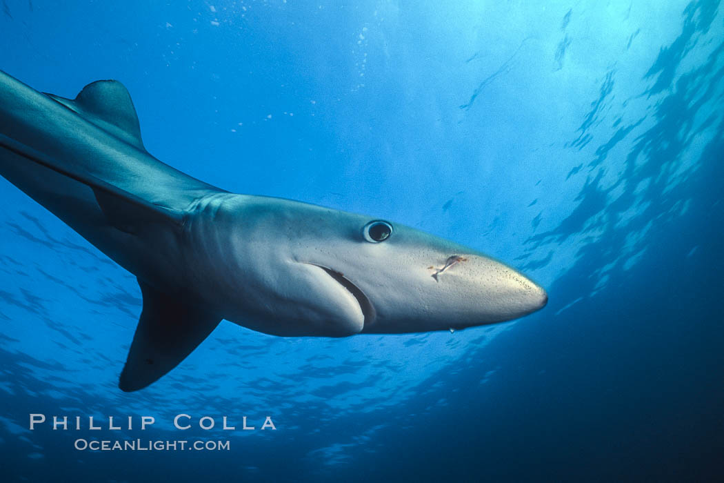 Blue shark underwater in the open ocean. San Diego, California, USA, Prionace glauca, natural history stock photograph, photo id 00589