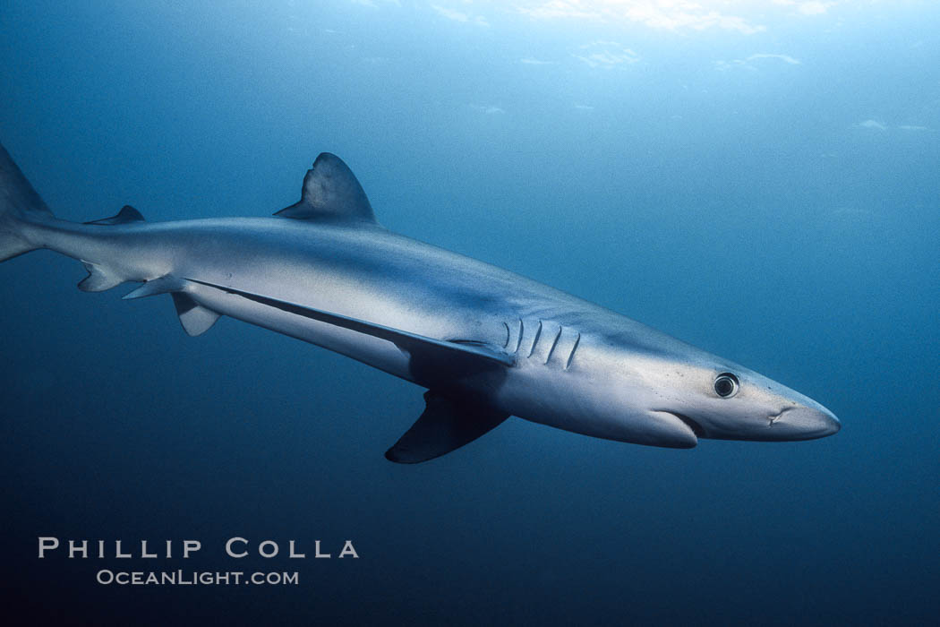 Blue shark underwater in the open ocean. San Diego, California, USA, Prionace glauca, natural history stock photograph, photo id 00593