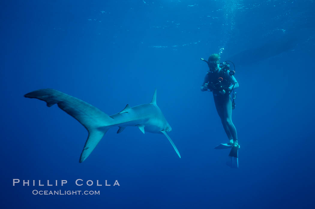 Blue shark. San Diego, California, USA, Prionace glauca, natural history stock photograph, photo id 01005