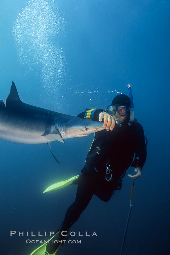 Blue shark and shark wrangler, San Diego. California, USA, Prionace glauca, natural history stock photograph, photo id 01073