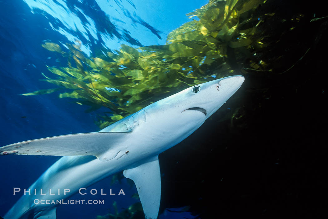 Blue shark and offshore drift kelp paddy, open ocean. San Diego, California, USA, Macrocystis pyrifera, Prionace glauca, natural history stock photograph, photo id 01077