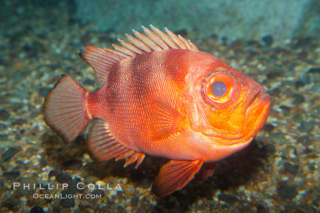 Popeye catalufa., Pristigenys serrula, natural history stock photograph, photo id 12894