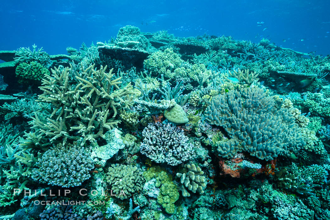 Pristine coral reef composed of many species of hard corals, 20' (7m) deep, Fiji. Wakaya Island, Lomaiviti Archipelago, natural history stock photograph, photo id 31746