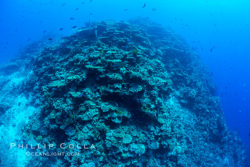 Pristine coral reef composed of many species of hard corals, 60' (20m) deep, Fiji. Wakaya Island, Lomaiviti Archipelago, natural history stock photograph, photo id 31754