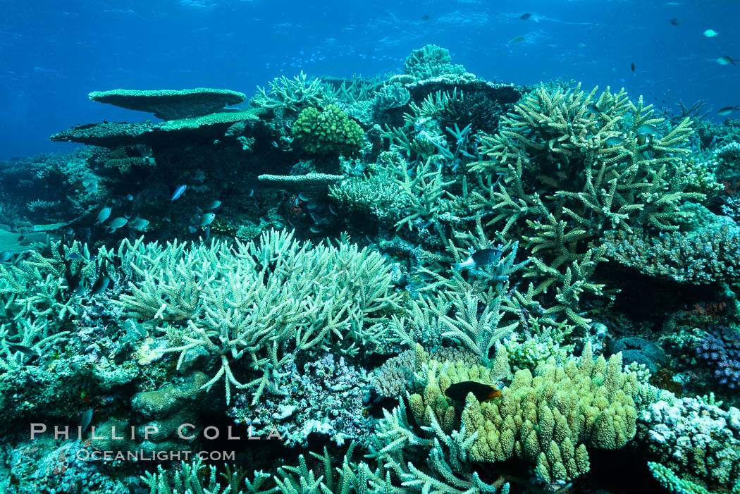 Pristine coral reef composed of many species of hard corals, 20' (7m) deep, Fiji. Wakaya Island, Lomaiviti Archipelago, natural history stock photograph, photo id 31744
