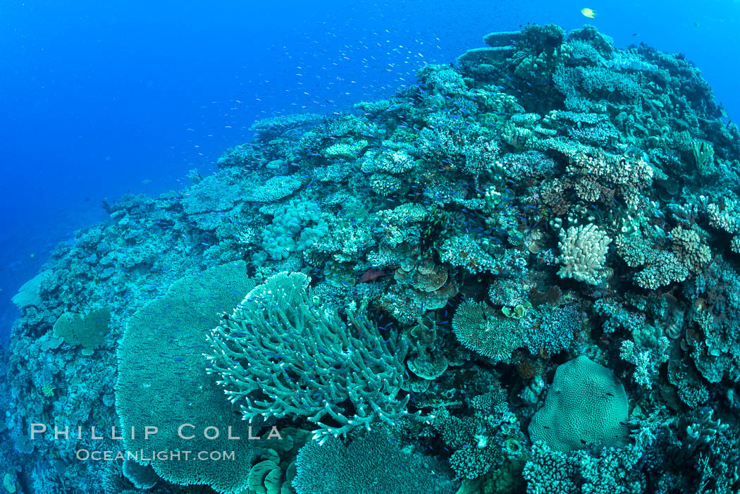 Pristine coral reef composed of many species of hard corals, 60' (20m) deep, Fiji. Wakaya Island, Lomaiviti Archipelago, natural history stock photograph, photo id 31763