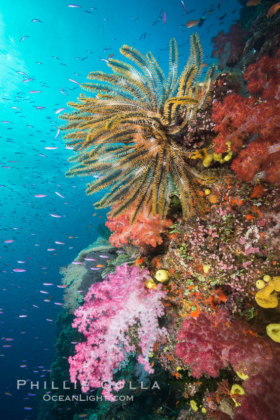 Pristine South Pacific tropical coral reef, with vibrant colorful dendronephthya soft corals, crinoids and schooling Anthias fishes, pulsing with life in a strong current over a pristine coral reef. Fiji is known as the soft coral capitlal of the world. Namena Marine Reserve, Namena Island, Crinoidea, Dendronephthya, Pseudanthias, natural history stock photograph, photo id 31410