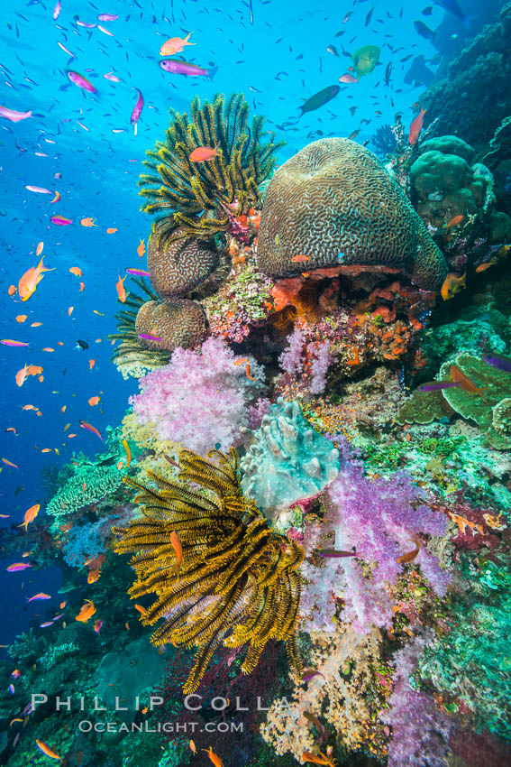 Pristine South Pacific tropical coral reef, with vibrant colorful dendronephthya soft corals, crinoids and schooling Anthias fishes, pulsing with life in a strong current over a pristine coral reef. Fiji is known as the soft coral capitlal of the world. Namena Marine Reserve, Namena Island, Crinoidea, Dendronephthya, Pseudanthias, natural history stock photograph, photo id 31822