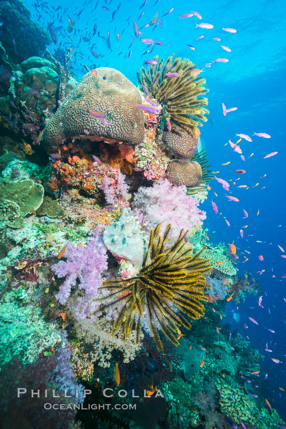 Pristine South Pacific tropical coral reef, with vibrant colorful dendronephthya soft corals, crinoids and schooling Anthias fishes, pulsing with life in a strong current over a pristine coral reef. Fiji is known as the soft coral capitlal of the world. Namena Marine Reserve, Namena Island, Crinoidea, Dendronephthya, Pseudanthias, natural history stock photograph, photo id 31820