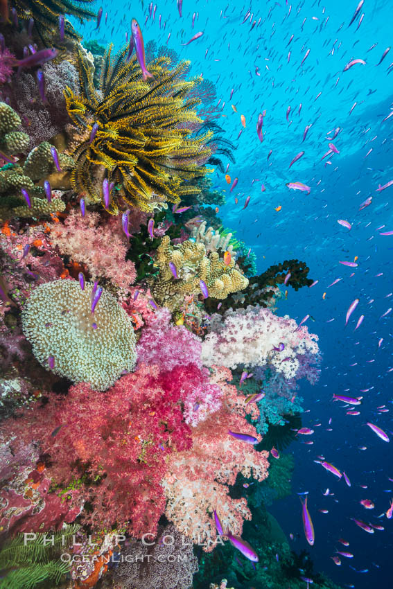 Pristine South Pacific tropical coral reef with crinoids and colorful ...