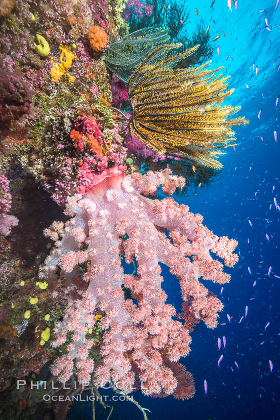 Pristine South Pacific tropical coral reef, with vibrant colorful dendronephthya soft corals, crinoids and schooling Anthias fishes, pulsing with life in a strong current. Fiji is known as the soft coral capitlal of the world. Namena Marine Reserve, Namena Island, Crinoidea, Dendronephthya, Pseudanthias, natural history stock photograph, photo id 31339