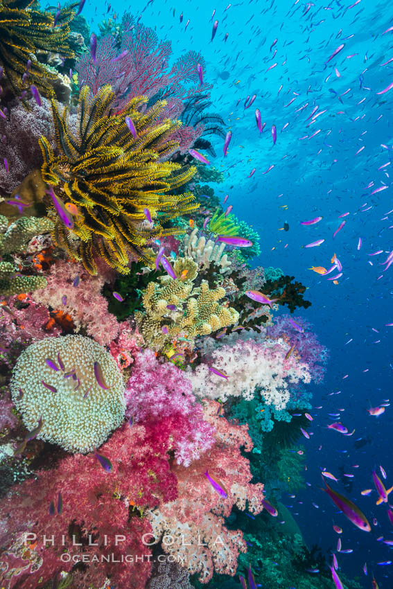 Pristine South Pacific tropical coral reef, with vibrant colorful dendronephthya soft corals, crinoids and schooling Anthias fishes, pulsing with life in a strong current over a pristine coral reef. Fiji is known as the soft coral capitlal of the world. Namena Marine Reserve, Namena Island, Crinoidea, Dendronephthya, Pseudanthias, natural history stock photograph, photo id 31413