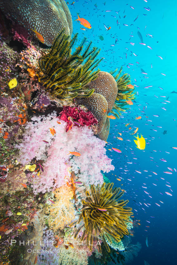 Pristine South Pacific tropical coral reef, with vibrant colorful dendronephthya soft corals, crinoids and schooling Anthias fishes, pulsing with life in a strong current over a pristine coral reef. Fiji is known as the soft coral capitlal of the world. Namena Marine Reserve, Namena Island, Crinoidea, Dendronephthya, Pseudanthias, natural history stock photograph, photo id 31585