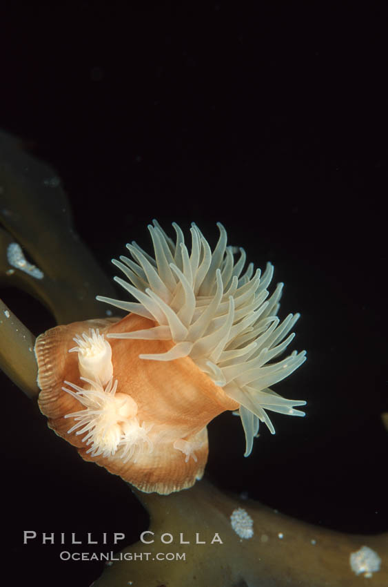 Proliferating anemone with attached juveniles, growing on kelp stipe. Monterey, California, USA, Epiactis prolifera, natural history stock photograph, photo id 00573