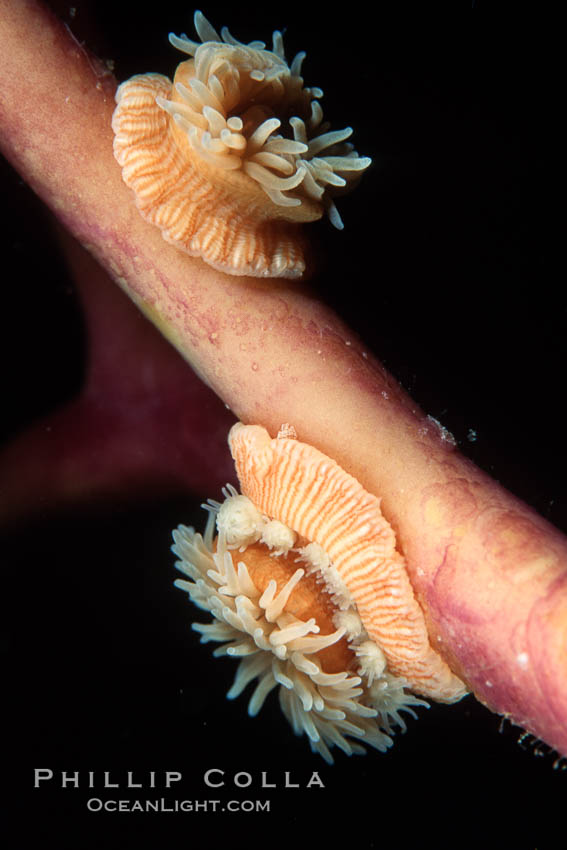 Proliferating anemone with attached juveniles, growing on kelp stipe. Monterey, California, USA, Epiactis prolifera, natural history stock photograph, photo id 02478