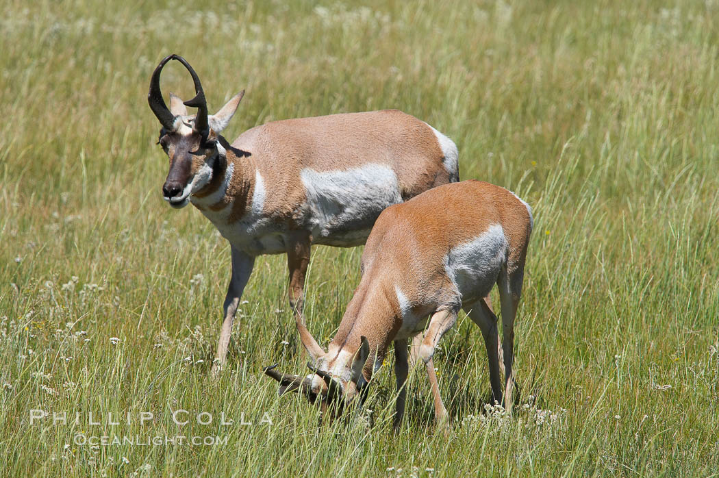 Pronghorn antelope, Lamar Valley.  The Pronghorn is the fastest North American land animal, capable of reaching speeds of up to 60 miles per hour. The pronghorns speed is its main defense against predators. Yellowstone National Park, Wyoming, USA, Antilocapra americana, natural history stock photograph, photo id 13082