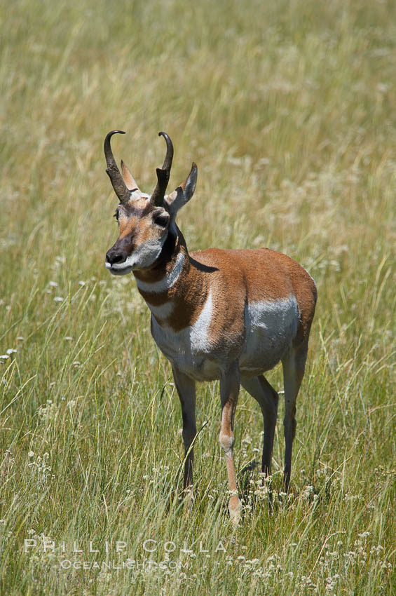 Pronghorn antelope, Lamar Valley.  The Pronghorn is the fastest North American land animal, capable of reaching speeds of up to 60 miles per hour. The pronghorns speed is its main defense against predators. Yellowstone National Park, Wyoming, USA, Antilocapra americana, natural history stock photograph, photo id 13076