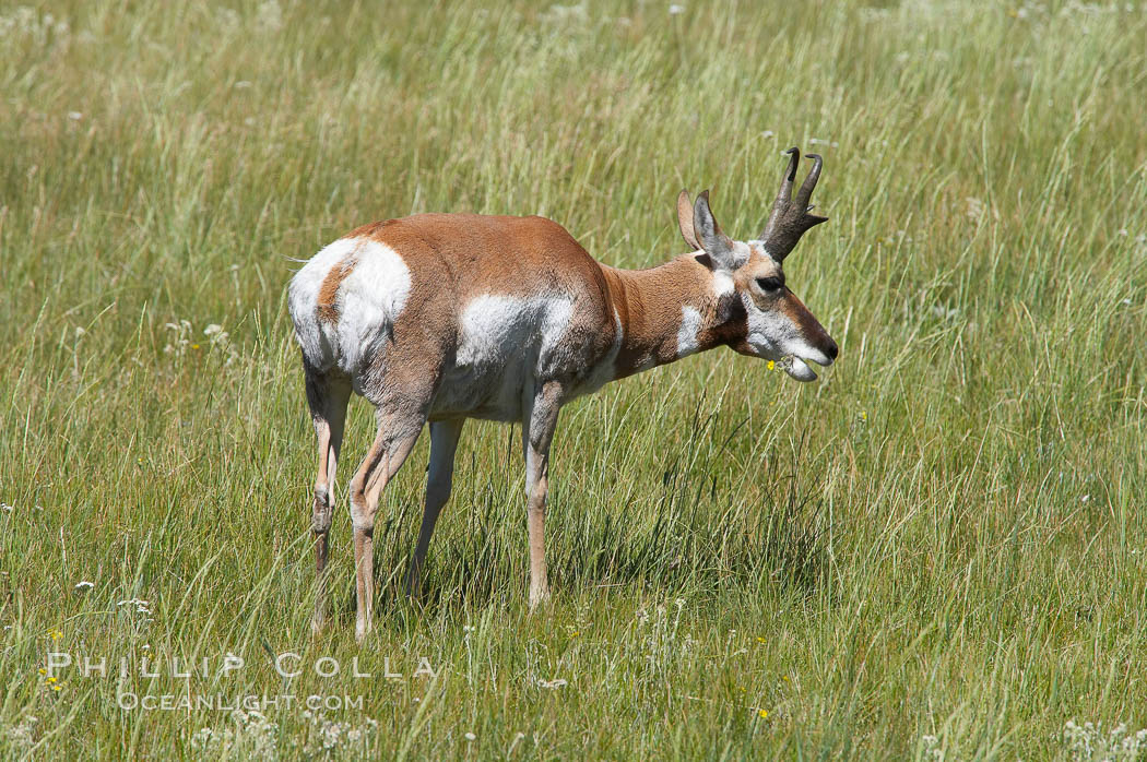 Pronghorn antelope, Lamar Valley.  The Pronghorn is the fastest North American land animal, capable of reaching speeds of up to 60 miles per hour. The pronghorns speed is its main defense against predators. Yellowstone National Park, Wyoming, USA, Antilocapra americana, natural history stock photograph, photo id 13088