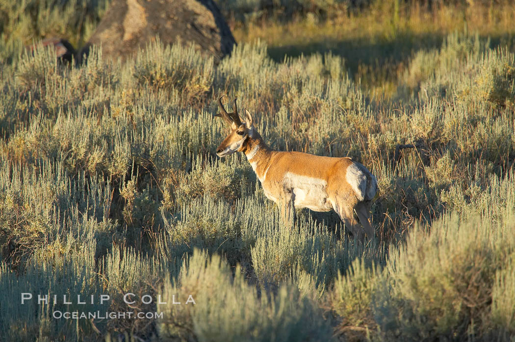 Pronghorn antelope, Lamar Valley.  The Pronghorn is the fastest North American land animal, capable of reaching speeds of up to 60 miles per hour. The pronghorns speed is its main defense against predators. Yellowstone National Park, Wyoming, USA, Antilocapra americana, natural history stock photograph, photo id 13079