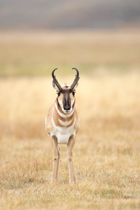 The Pronghorn antelope is the fastest North American land animal, capable of reaching speeds of up to 60 miles per hour. The pronghorns speed is its main defense against predators. Lamar Valley, Yellowstone National Park, Wyoming, USA, Antilocapra americana, natural history stock photograph, photo id 19631