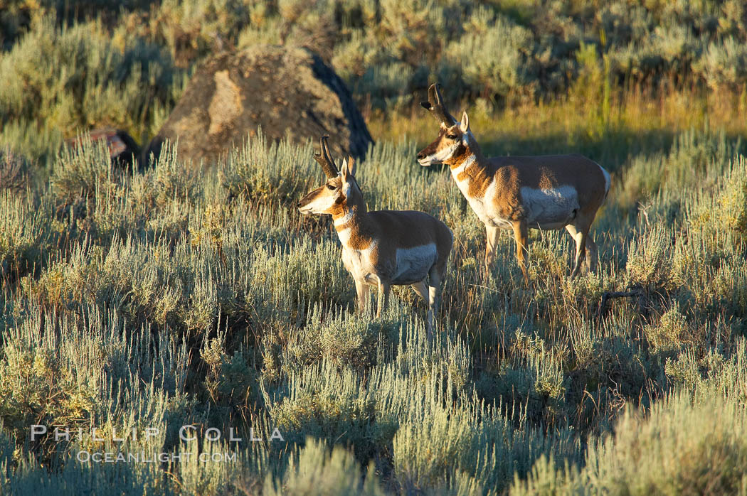 Pronghorn antelope, Lamar Valley.  The Pronghorn is the fastest North American land animal, capable of reaching speeds of up to 60 miles per hour. The pronghorns speed is its main defense against predators., Antilocapra americana, natural history stock photograph, photo id 13085