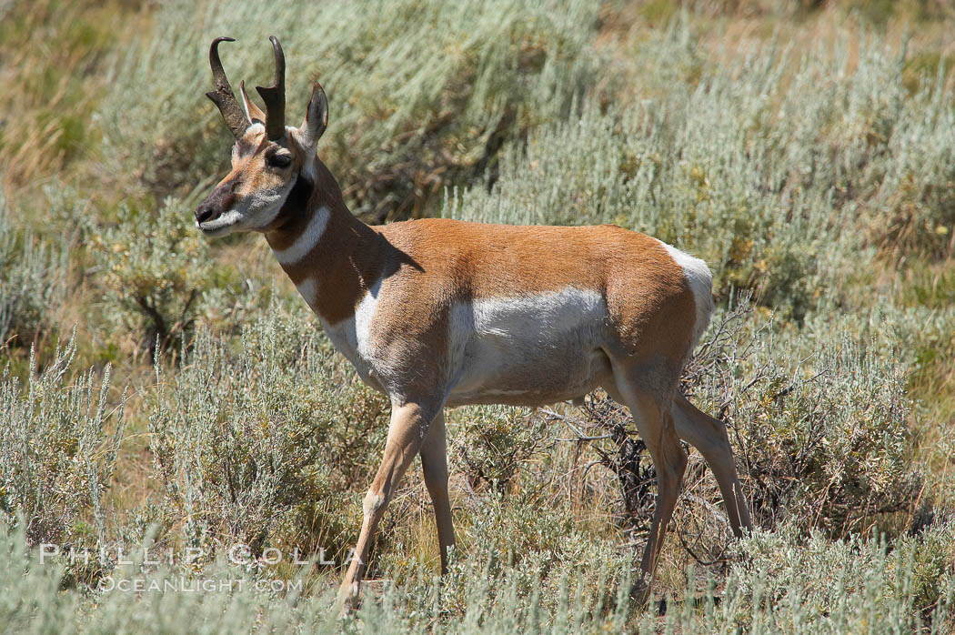 Pronghorn antelope, Lamar Valley.  The Pronghorn is the fastest North American land animal, capable of reaching speeds of up to 60 miles per hour. The pronghorns speed is its main defense against predators. Yellowstone National Park, Wyoming, USA, Antilocapra americana, natural history stock photograph, photo id 13078