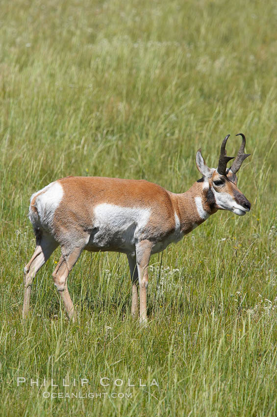 Pronghorn antelope, Lamar Valley.  The Pronghorn is the fastest North American land animal, capable of reaching speeds of up to 60 miles per hour. The pronghorns speed is its main defense against predators. Yellowstone National Park, Wyoming, USA, Antilocapra americana, natural history stock photograph, photo id 13090