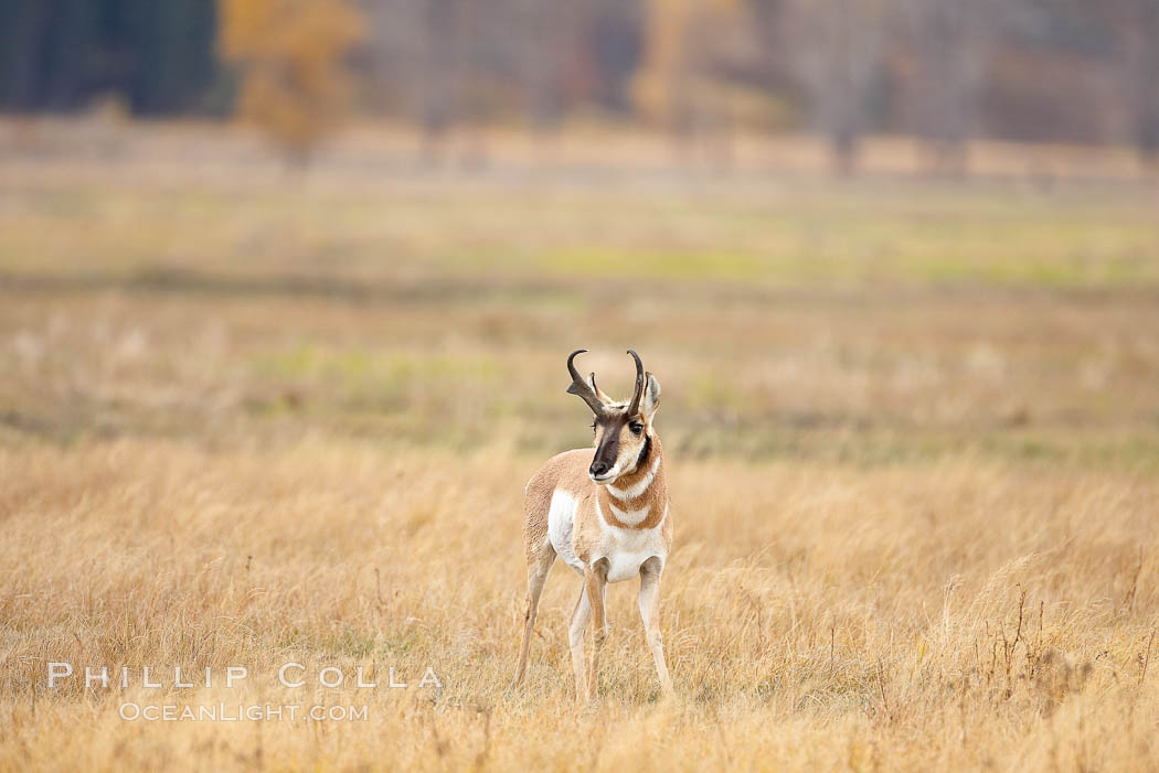 The Pronghorn antelope is the fastest North American land animal, capable of reaching speeds of up to 60 miles per hour. The pronghorns speed is its main defense against predators. Lamar Valley, Yellowstone National Park, Wyoming, USA, Antilocapra americana, natural history stock photograph, photo id 19630