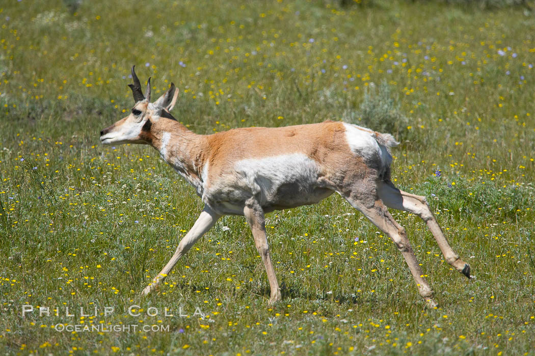 Pronghorn antelope, Lamar Valley.  The Pronghorn is the fastest North American land animal, capable of reaching speeds of up to 60 miles per hour. The pronghorns speed is its main defense against predators. Yellowstone National Park, Wyoming, USA, Antilocapra americana, natural history stock photograph, photo id 13087
