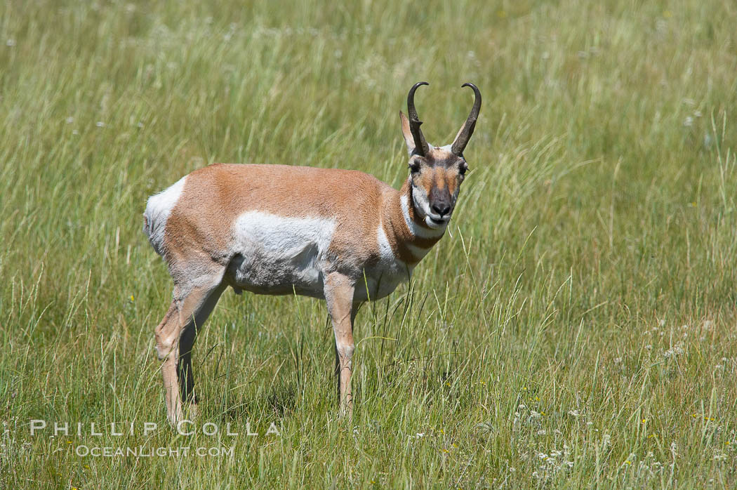 Pronghorn antelope, Lamar Valley.  The Pronghorn is the fastest North American land animal, capable of reaching speeds of up to 60 miles per hour. The pronghorns speed is its main defense against predators. Yellowstone National Park, Wyoming, USA, Antilocapra americana, natural history stock photograph, photo id 13081
