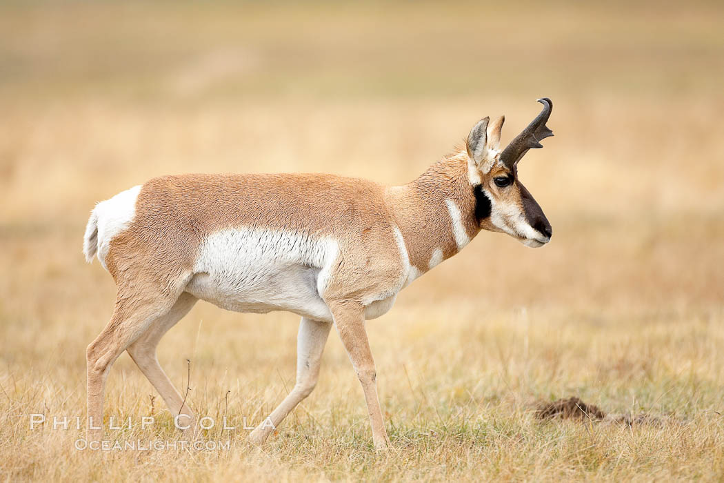 The Pronghorn antelope is the fastest North American land animal, capable of reaching speeds of up to 60 miles per hour. The pronghorns speed is its main defense against predators. Lamar Valley, Yellowstone National Park, Wyoming, USA, Antilocapra americana, natural history stock photograph, photo id 19633