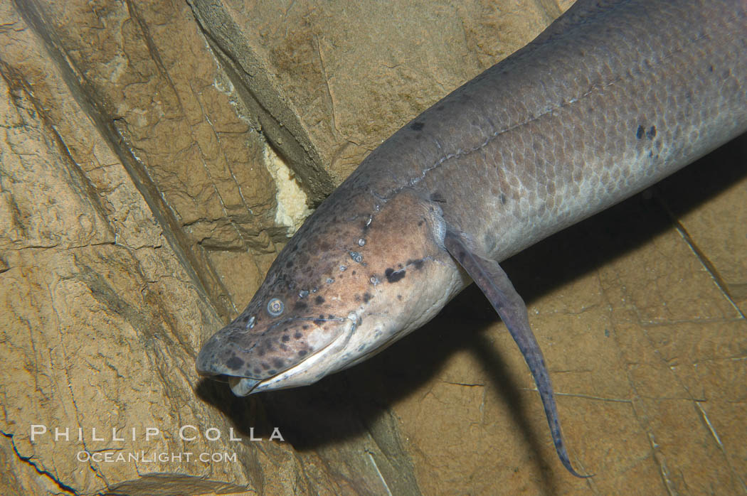 African lungfish., Protopterus annectens, natural history stock photograph, photo id 14682