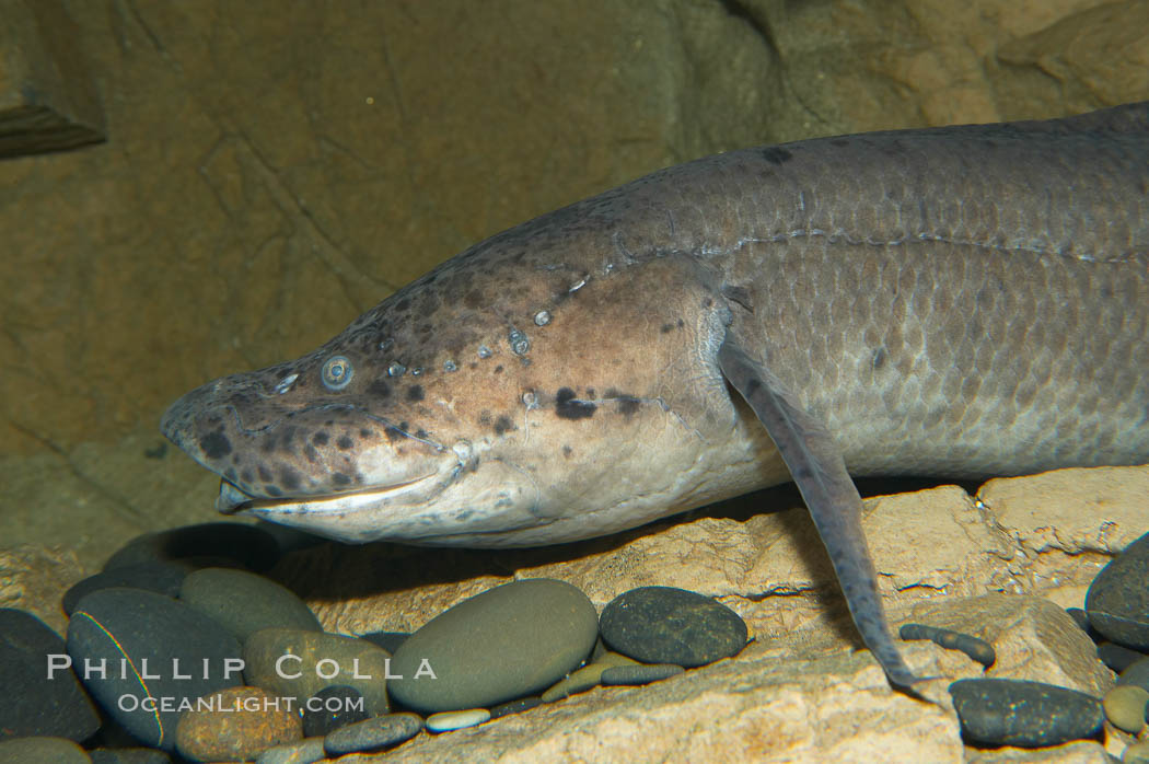 African lungfish., Protopterus annectens, natural history stock photograph, photo id 14679