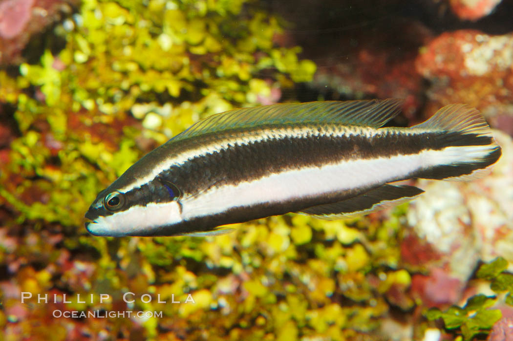 Striped dottyback., Pseudochromis sankeyi, natural history stock photograph, photo id 08671