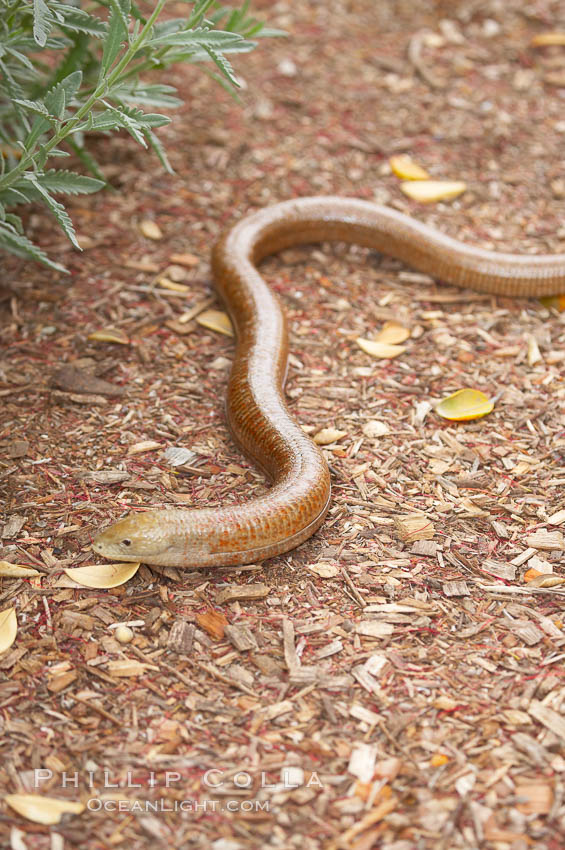 European glass lizard.  Without legs, the European glass lizard appears to be a snake, but in truth it is a species of lizard.  It is native to southeastern Europe., Pseudopus apodus, natural history stock photograph, photo id 12826