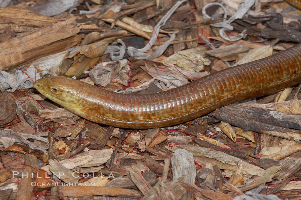 European glass lizard.  Without legs, the European glass lizard appears to be a snake, but in truth it is a species of lizard.  It is native to southeastern Europe., Pseudopus apodus, natural history stock photograph, photo id 12829