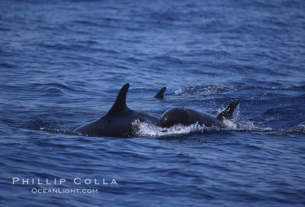 False killer whale. Lanai, Hawaii, USA, Pseudorca crassidens, natural history stock photograph, photo id 04571