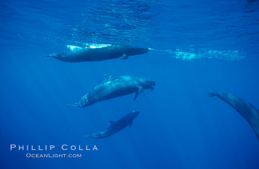 False killer whale, eating fish. Lanai, Hawaii, USA, Pseudorca crassidens, natural history stock photograph, photo id 00561